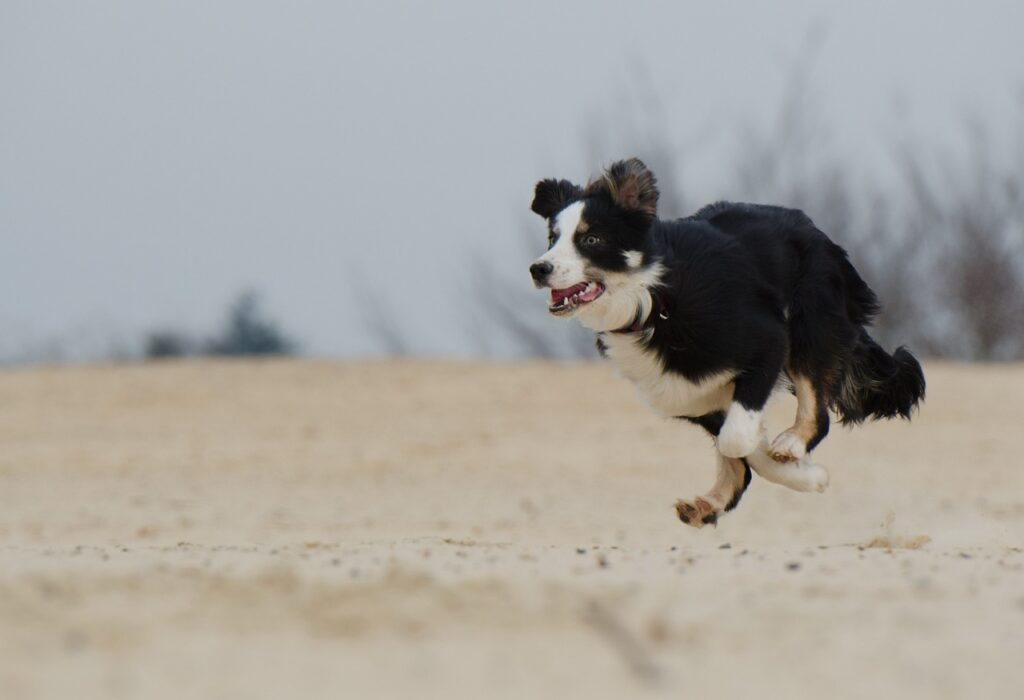 running dog, border collie, beach-747751.jpg