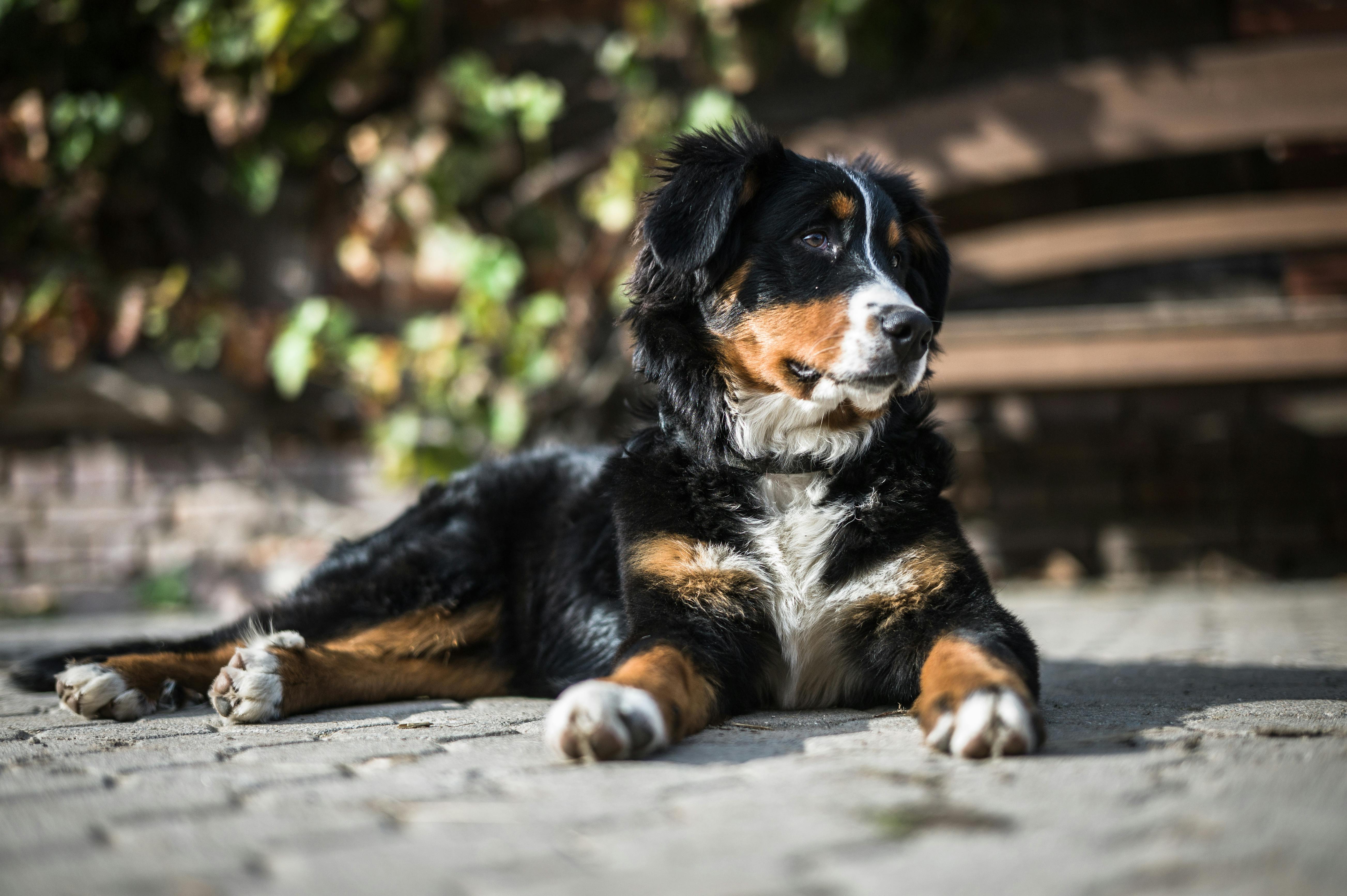 Bernese Mountain Dog- Quiet Dog